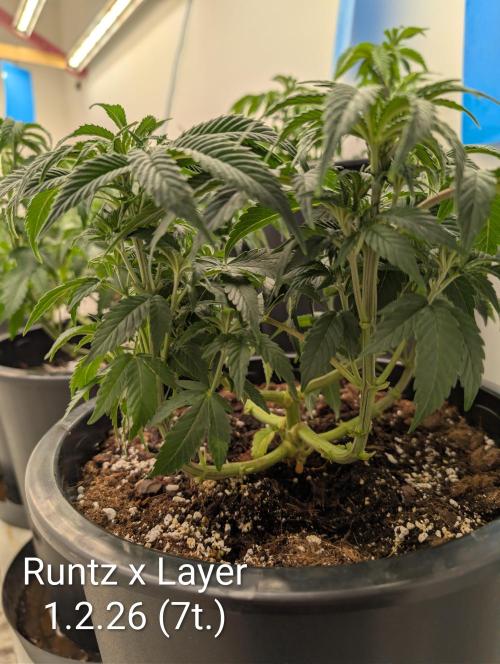 Moje po druheee😁🌱. Week 7