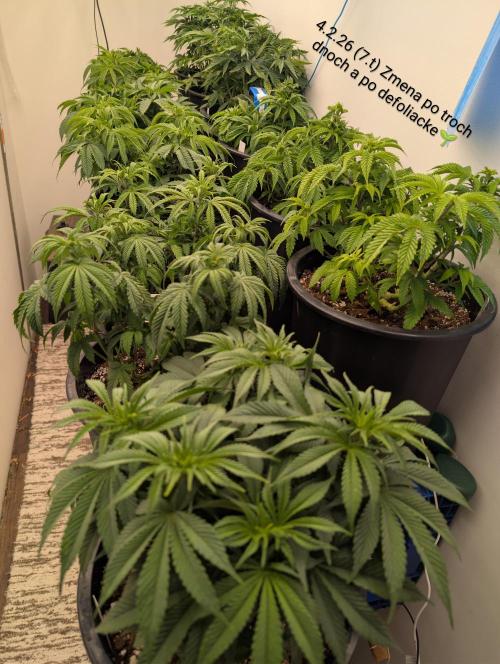 Moje po druheee😁🌱. Week 7 - 3 dni po defoliacii🍃
Výška 27-30cm