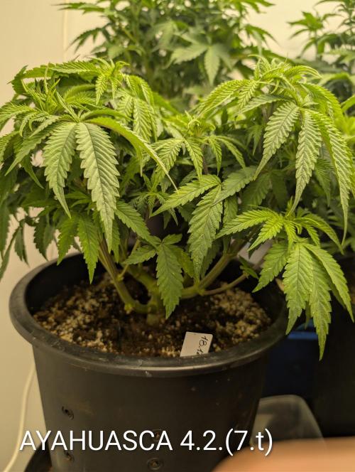 Moje po druheee😁🌱. Week 7 - Dnes dostali hnojky🙃
Ph 6.4 EC 1.3
Vytecene 3ks-EC 2.4