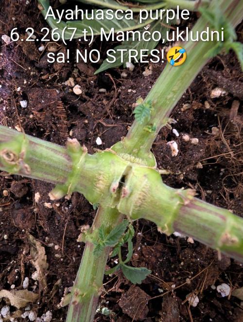 Moje po druheee😁🌱. Week 7 - Mamka divocila