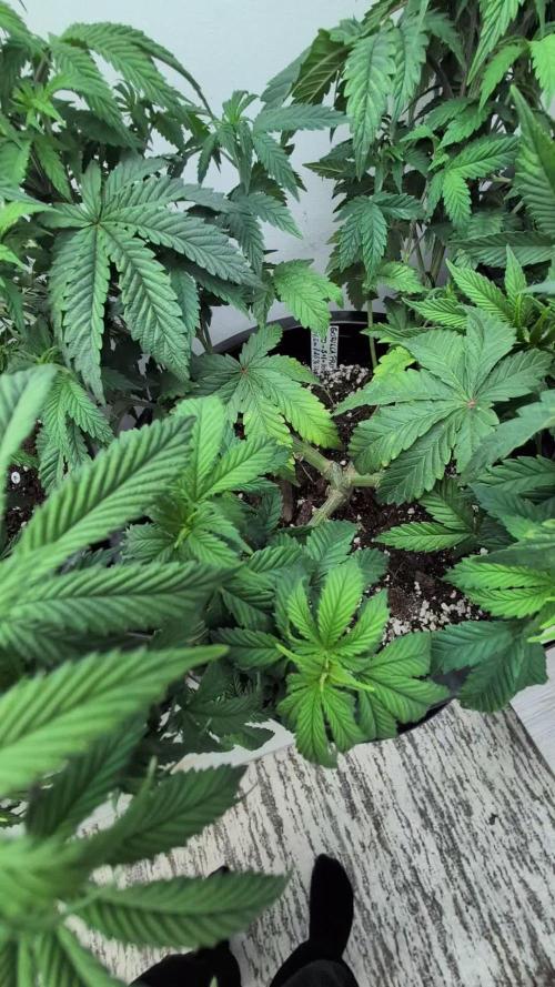 Moje po druheee😁🌱