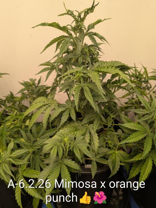 Moje po druheee😁🌱. Week 7 - Calmag 1mll🌱Grow 1ml🌱Bloom 2ml🌱B52 1ml🌱.
