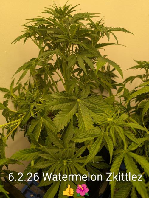 Moje po druheee😁🌱. Week 7 - Vsetky CBDcka museli ist nizsie od lampy,lebo uz palilo.