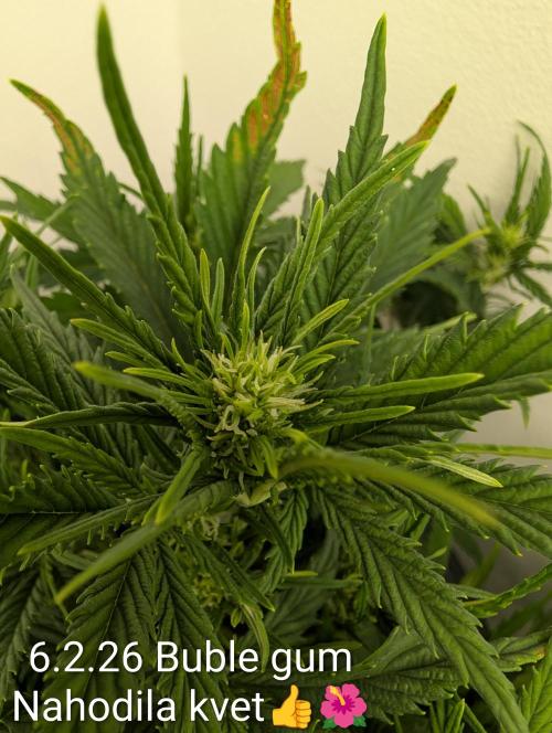 Moje po druheee😁🌱. Week 7