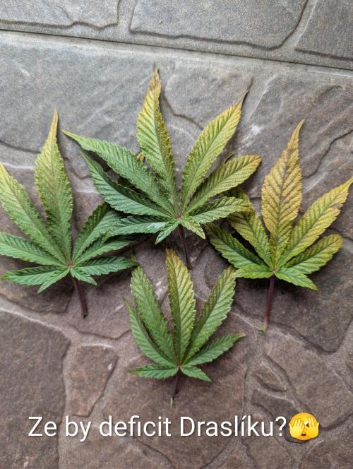 Moje po druheee😁🌱. Week 8 - Na fotakoch