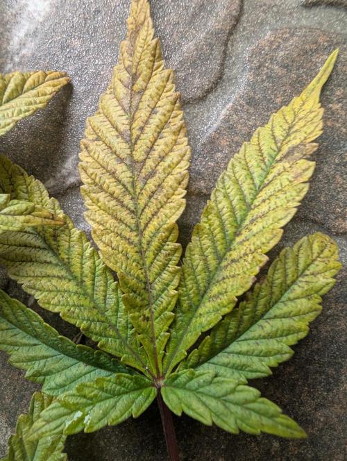 Moje po druheee😁🌱. Week 8 - Na fatakoch