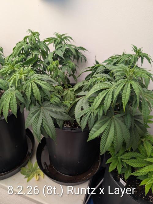 Moje po druheee😁🌱. Week 8