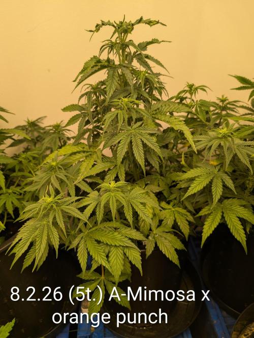 Moje po druheee😁🌱. Week 8 - 🌺