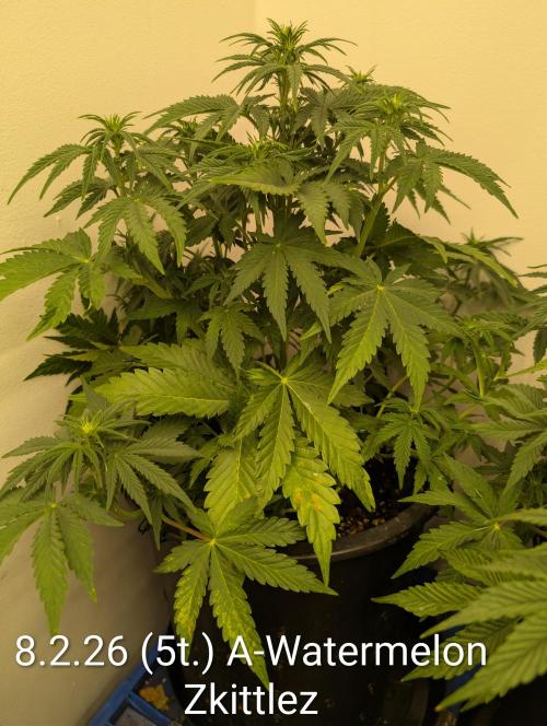 Moje po druheee😁🌱. Week 8 - 🌺