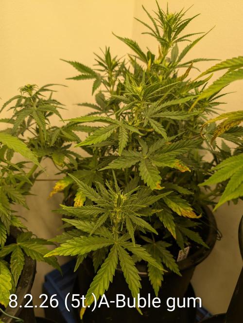 Moje po druheee😁🌱. Week 8 - 🌺