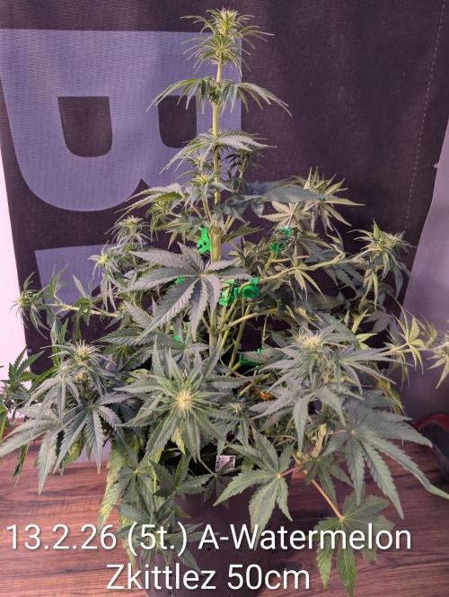 Moje po druheee😁🌱. Week 8 - Treba cvičiť pravidelne 💪🌺