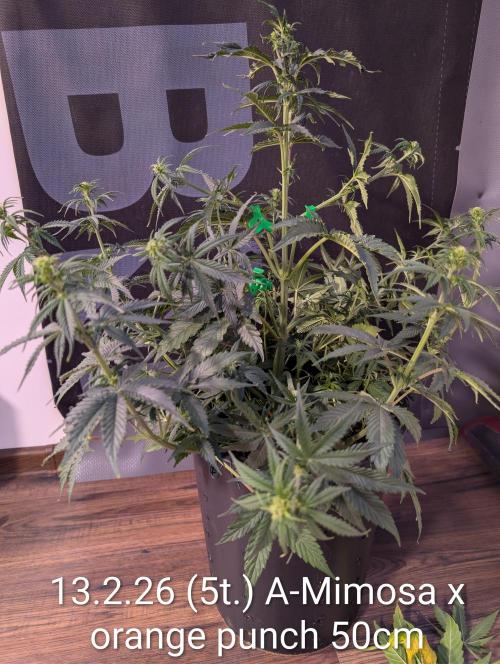 Moje po druheee😁🌱. Week 8 - Na pozadi popracujem🤣