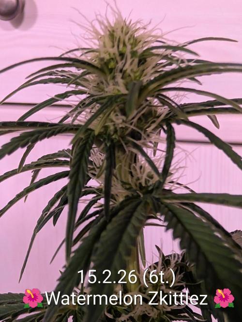 Moje po druheee😁🌱. Week 9