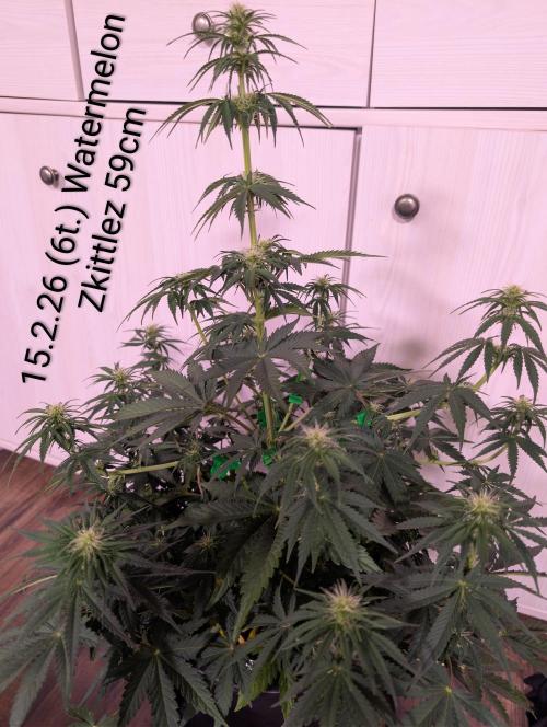 Moje po druheee😁🌱. Week 9 - Auto-calmag 1ml
Grow 1ml
Bloom 2ml
B52 1ml
Candy 1ml
Ec 1.7
Ph 6.8
Vystup Ph 6.7