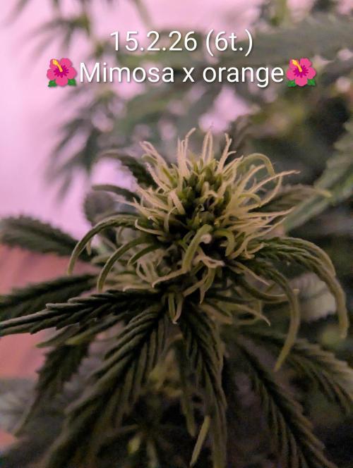 Moje po druheee😁🌱. Week 9