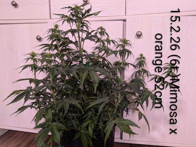 Moje po druheee😁🌱. Week 9