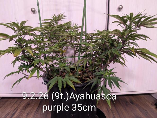 Moje po druheee😁🌱. Week 9