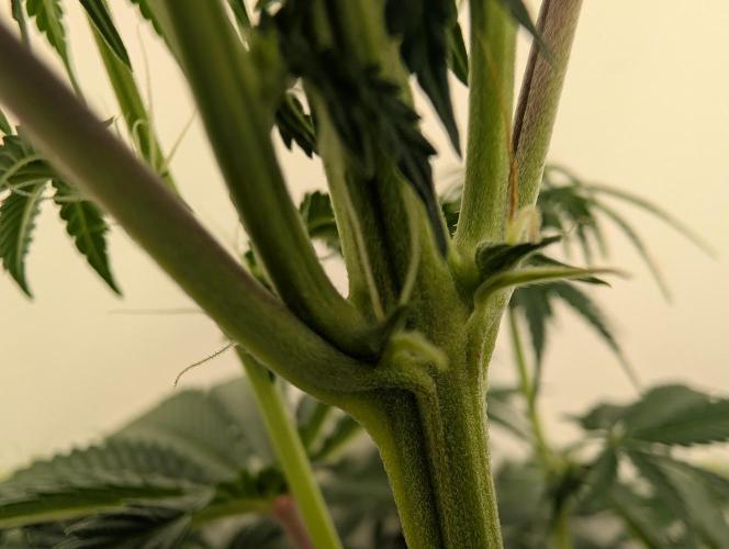 Moje po druheee😁🌱. Week 9 - Zatial sme babi a dufam ze to tak ostane☝️🌱