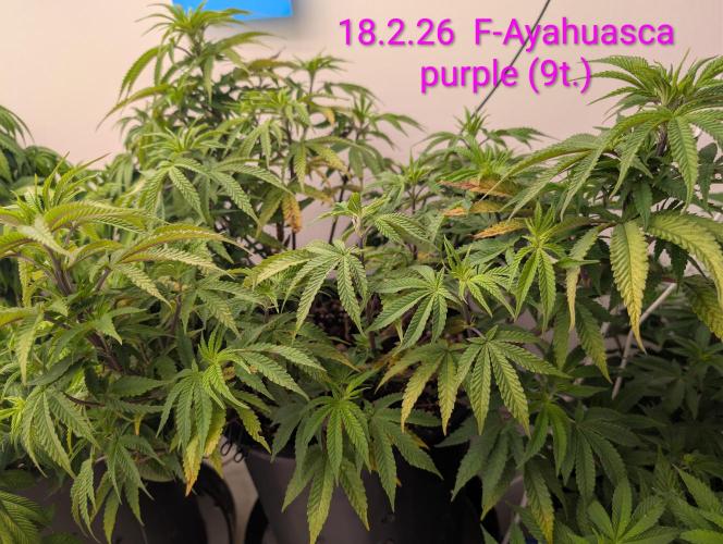 Moje po druheee😁🌱. Week 9 - DRAMA QUEEN 🌱🤣
Ph 6.1 Ec 14