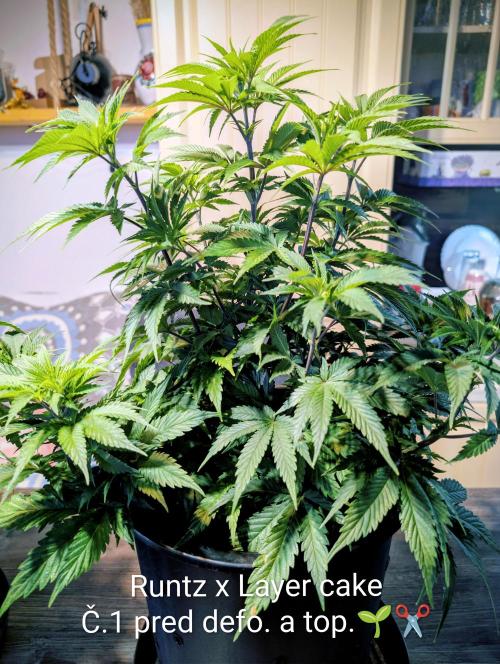 Moje po druheee😁🌱. Week 10