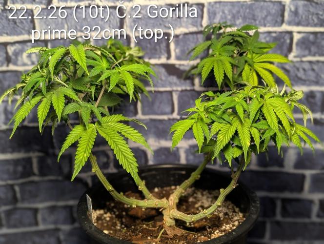 Moje po druheee😁🌱. Week 10