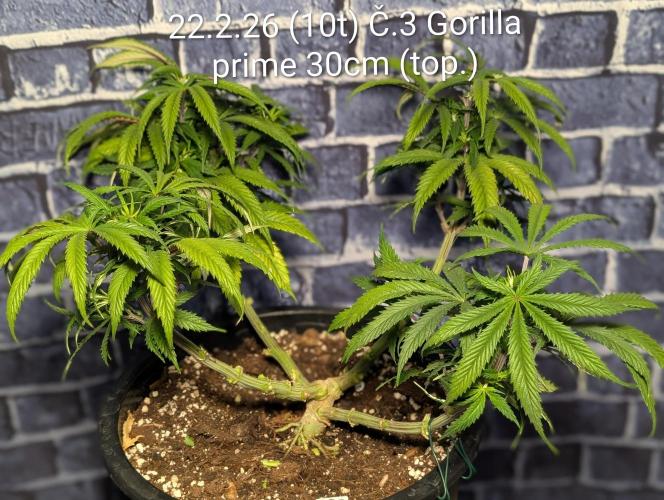 Moje po druheee😁🌱. Week 10