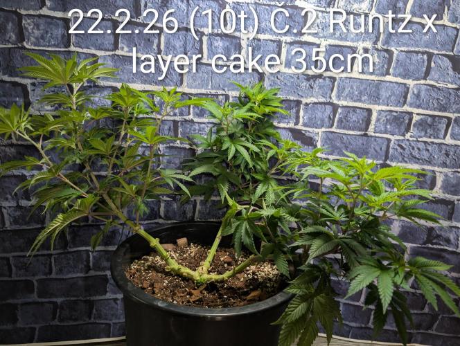 Moje po druheee😁🌱. Week 10