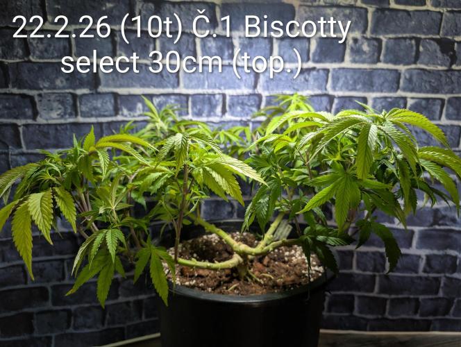 Moje po druheee😁🌱. Week 10