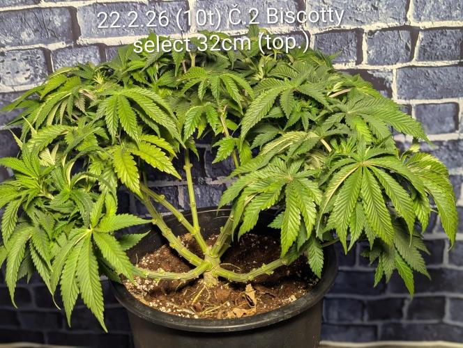 Moje po druheee😁🌱. Week 10