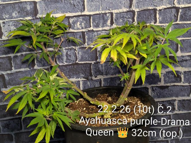 Moje po druheee😁🌱. Week 10 - Vstup Ph 6,4 EC 1.7
Vystup Ph 6,4 EC 3.8