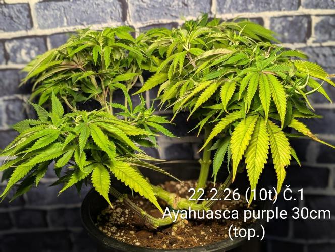 Moje po druheee😁🌱. Week 10