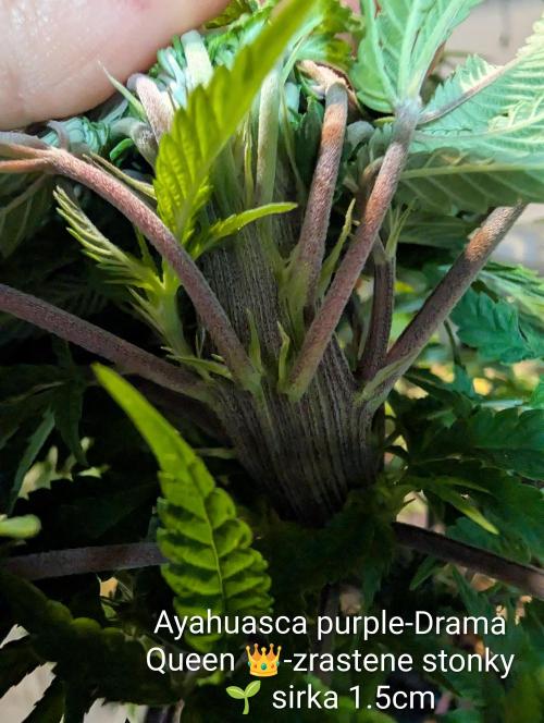 Moje po druheee😁🌱. Week 10