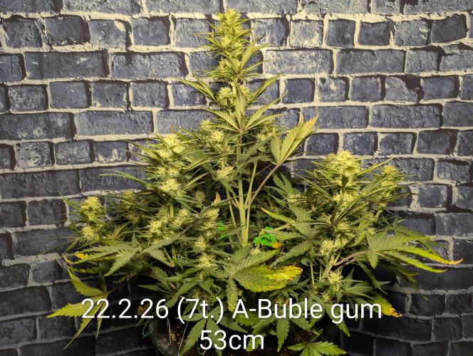 Moje po druheee😁🌱. Week 10 - Vsetky Autaky🌺
Calmag 1ml
Vitamax 1ml
Bloom 2ml
Candy 2ml
Ec 1.6 Ph 6.4