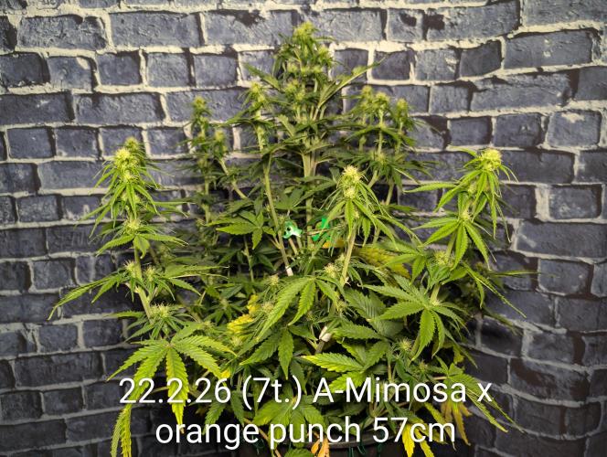 Moje po druheee😁🌱. Week 10