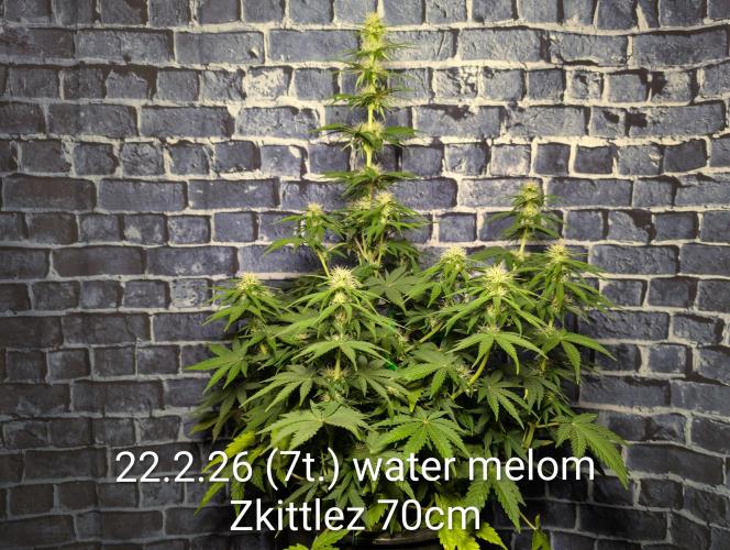 Moje po druheee😁🌱. Week 10