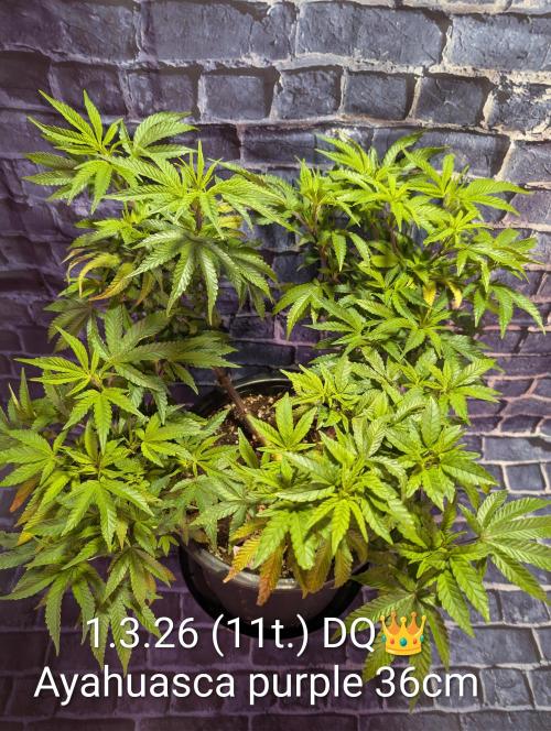Moje po druheee😁🌱. Week 11 - 11t.🌱 1.-8.3.26
CalMag = 2ml 
Vitamax 1ml
Grow = 4 ml
B-52 = 1 ml 
Ph6.3 Ec1.3
