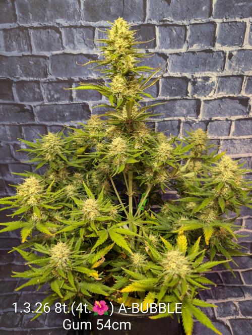Moje po druheee😁🌱. Week 11 - Calmag 1ml
Vitamax 1ml
Bloom 2ml
Candy 2ml
Kush 2ml
Tasty terpens 2ml