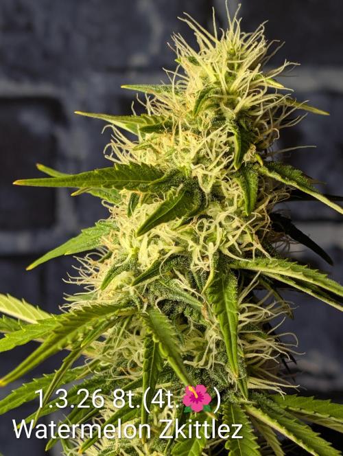 Moje po druheee😁🌱. Week 11