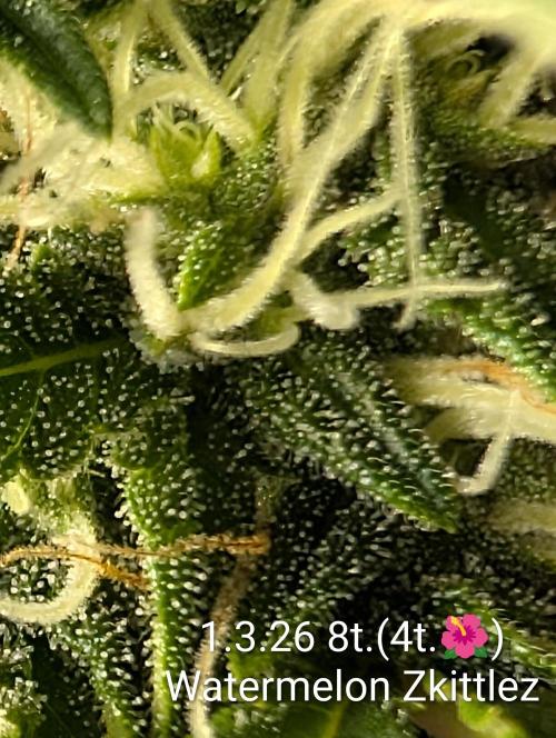 Moje po druheee😁🌱. Week 11