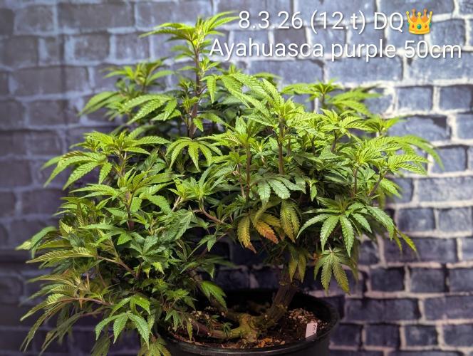Moje po druheee😁🌱. Week 12 - CalMag 1ml
Vitamax 1ml
Grow 3ml 
Bloom 1ml
B-52 0.5ml 
Ec 1.6 Ph 6.2
16cm za tyz