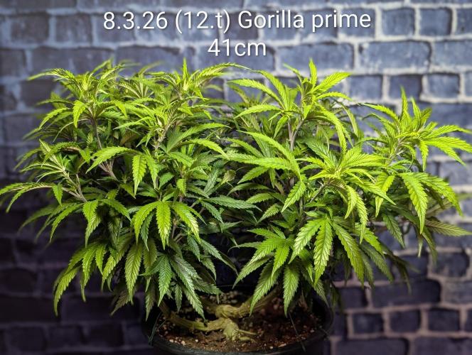 Moje po druheee😁🌱. Week 12 - 6cm za tyzden