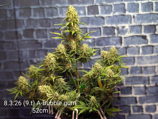 Moje po druheee😁🌱. Week 12 - CalMag 0,5ml
Bloom 1ml
Candy 3ml
Kushie Kush 3ml
Tasty Terpenes 2ml
Ec 1.6 Ph 63
