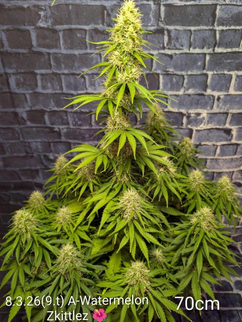 Moje po druheee😁🌱. Week 12
