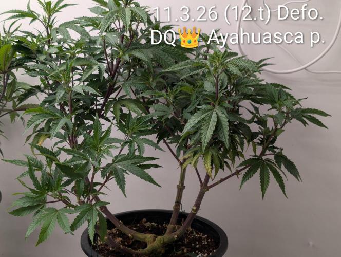 Moje po druheee😁🌱. Week 12