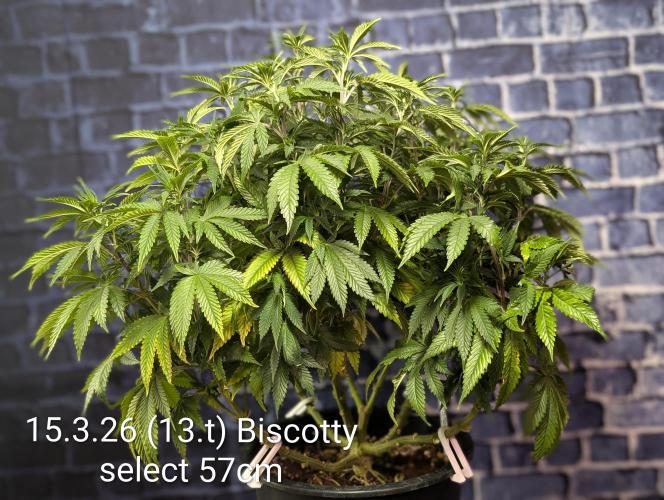 Moje po druheee😁🌱. Week 13 - CalMag 1ml
Vitamax 1ml
Grow 3 ml
Bloom 1ml
B-52 0.5ml
Ec 1.6 Ph 6.2