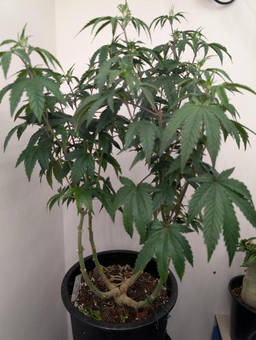 Moje po druheee😁🌱. Week 13