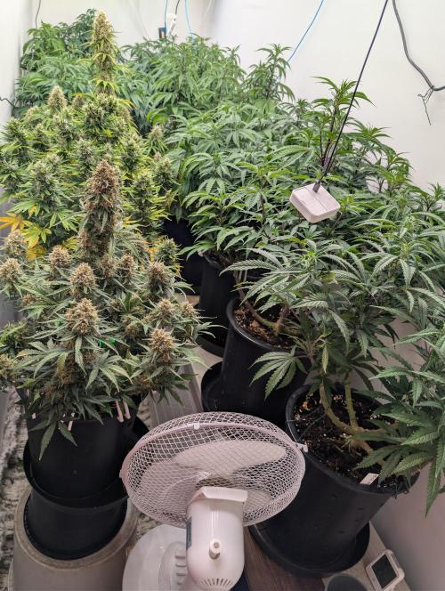 Moje po druheee😁🌱. Week 13
