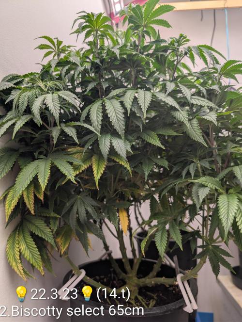 Moje po druheee😁🌱. Week 14