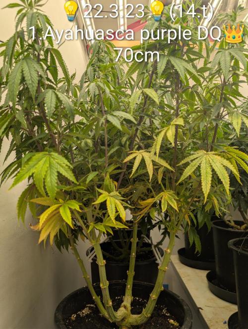 Moje po druheee😁🌱. Week 14