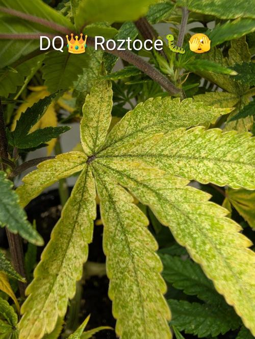 Moje po druheee😁🌱. Week 14 - DQ👑. Furt dačo!?
Roztoce?